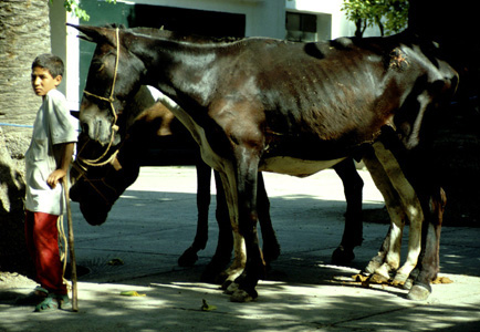 Un jeune client et ses chevaux