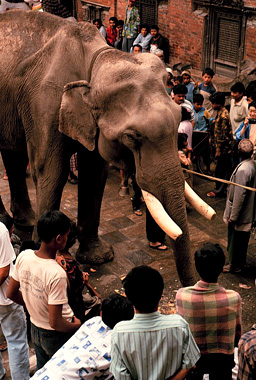 Trafic gigantesque au centre-ville de Katmandou