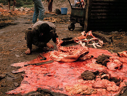 Les abattoirs