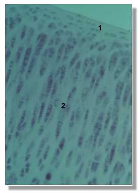 tcar7p.jpg (8167 octets)
